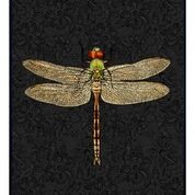 Dragonfly poster and black frame, 30x40cm.Understated simplicity at it's best, the DragonFly print on a black background, framed in neutral black for added versatility.